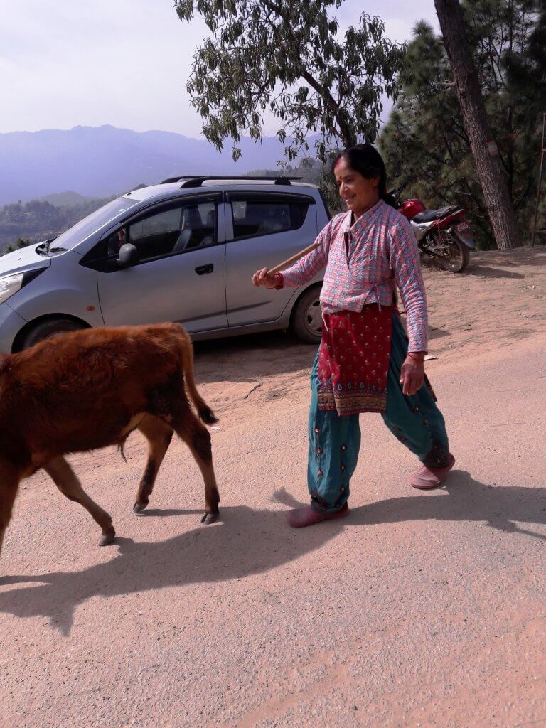 स्वयंसेवीकाहरु छाडा चौपाय धवाउन व्यस्त,काञ्जी हाउसको अभावले चौपायको विचल्ली