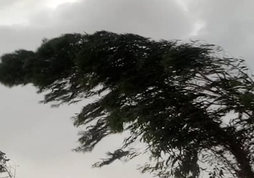 नवलपरासीमा भिषण हावाहुरी : रुख ढलेर च्याप्दा दुई जनाको ज्यान गयो
