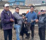 घरपझोङ गाउँपालिकाद्वारा ५० प्रतिशत अनुदानमा याक–नाक वितरण