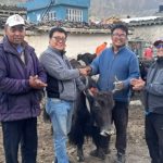 घरपझोङ गाउँपालिकाद्वारा ५० प्रतिशत अनुदानमा याक–नाक वितरण