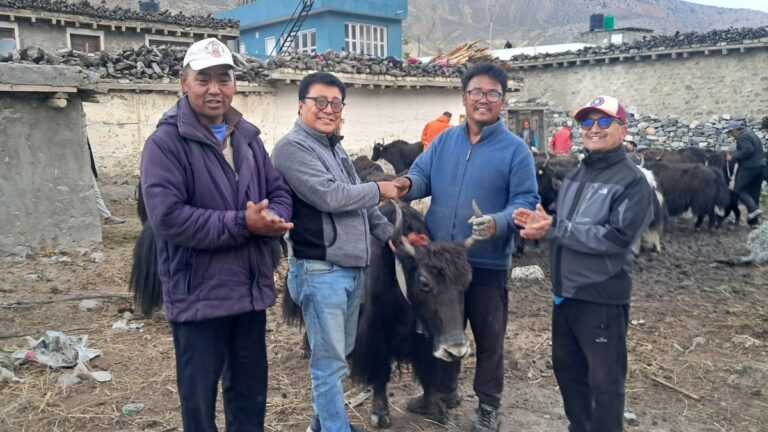घरपझोङ गाउँपालिकाद्वारा ५० प्रतिशत अनुदानमा याक–नाक वितरण