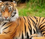 नेपालमा बाघको सङ्ख्या ४२९ पुग्यो, चितवनमा सबैभन्दा धेरै