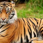 नेपालमा बाघको सङ्ख्या ४२९ पुग्यो, चितवनमा सबैभन्दा धेरै