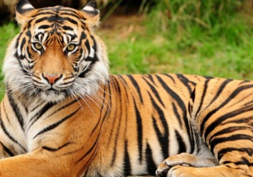 नेपालमा बाघको सङ्ख्या ४२९ पुग्यो, चितवनमा सबैभन्दा धेरै