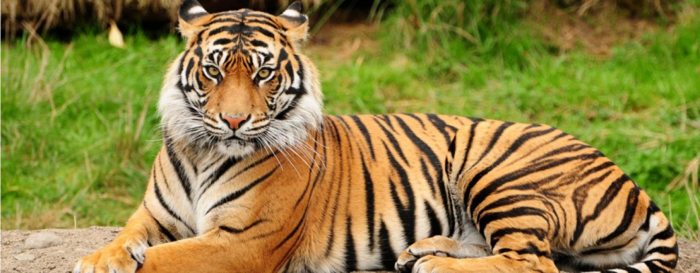 नेपालमा बाघको सङ्ख्या ४२९ पुग्यो, चितवनमा सबैभन्दा धेरै