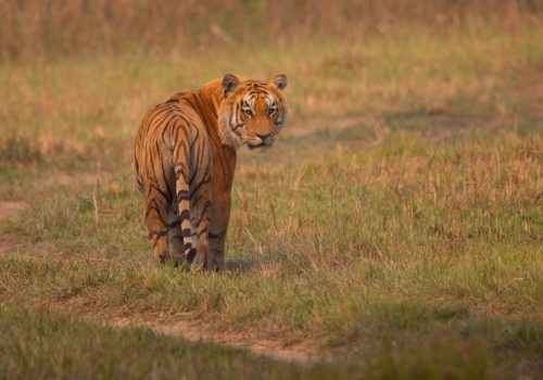विश्व बाघ दिवसका अवसरमा बाँके र बर्दियामा विविध कार्यक्रम