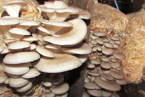 काभ्रेको पाँचखालमा जंगली च्याउ खाँदा दम्पती बेहोस, धुलिखेल अस्पतालमा उपचार हुँदै