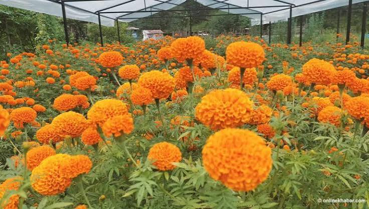 तिहारअघि नै फुल्यो सयपत्री, झापाका किसानलाई भण्डारण र बजारको चिन्ता
